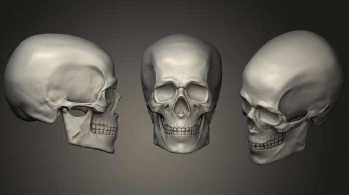 Anatomy of skeletons and skulls (ANTM_0640) 3D model for CNC machine
